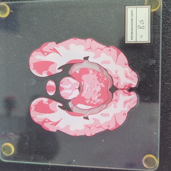 Glass Brain Coasters Set - Picture 4 of 4